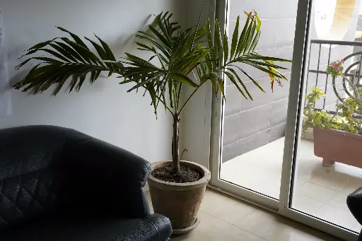 鉢植えのヤシの木