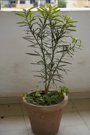 Plante de balcon avec pot
