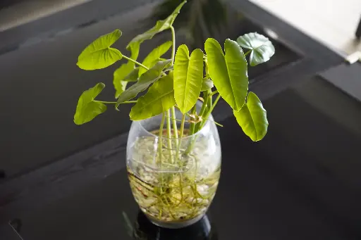 Plante d'intérieur avec aquarium