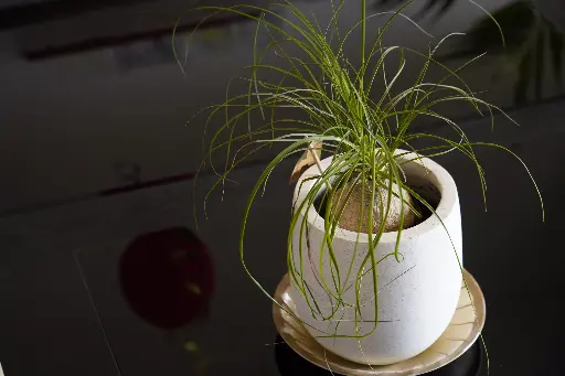 Petit pied d'éléphant dans un pot décoratif
